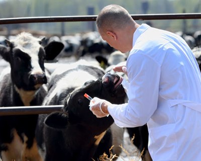 Conheça o novo curso intensivo em Enfermagem Veterinária de animais exóticos, silvestres e de laboratório