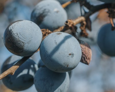 Conheça o programa do VI Colóquio Nacional da Produção de Pequenos Frutos