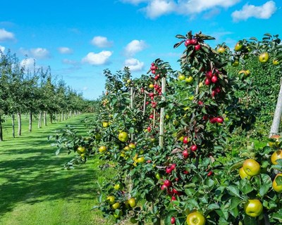 Conheça os últimos avisos agrícolas da DRAPN para a região de Entre Douro e Minho