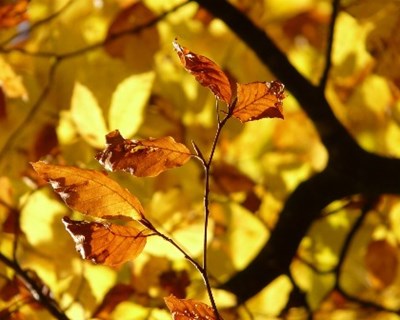 Conheça os vencedores do Prémio Floresta e Sustentabilidade