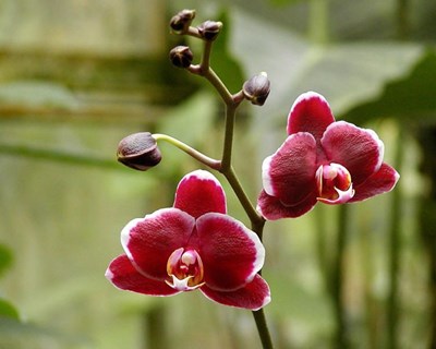 Consequências da pandemia no setor da floricultura em Espanha
