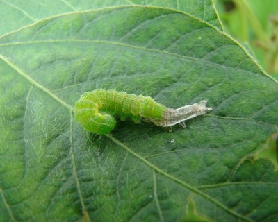 Controlo Biológico é hoje uma ciência robusta