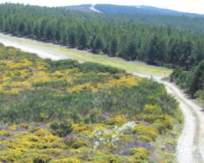 Controlo Mecânico da Vegetação: Estudo de Rendimento de um Destroçador de Matos e da Decomposição dos Resíduos Vegetais