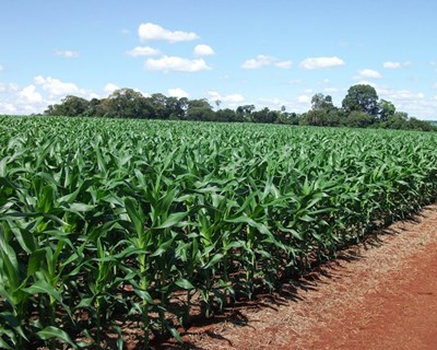 Conversas ANPROMIS: Produção agrícola registou um crescimento anual de 2,6% entre 2012 e 2022