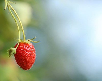 Cooperativa de frutas inglesas trabalha na primeira "quinta robótica" do mundo