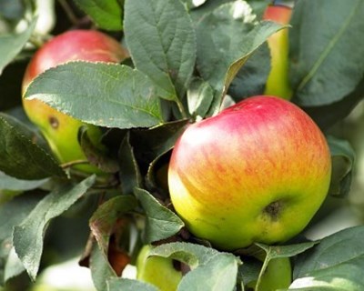 Cooperativa de Olivicultores do Fundão promove curso de Agricultura Biológica
