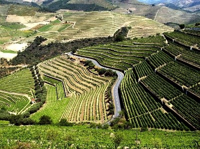 Corte do benefício e baixos preços agravaram situação dos pequenos e médios produtores durienses