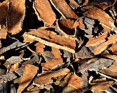 Cortiça: um setor que ganha terreno no país