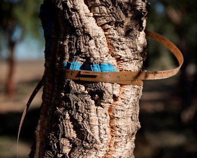Corticeira Amorim vence  Best Raw Materials Sustainability – Europe 2020