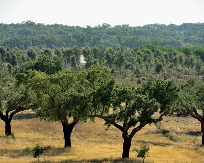 Coruche e Ponte de Sor debatem “o montado no desenvolvimento rural do Sudoeste peninsular”