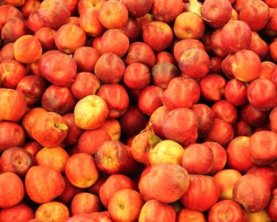 COTHN apresenta balanço da campanha das prunóideas