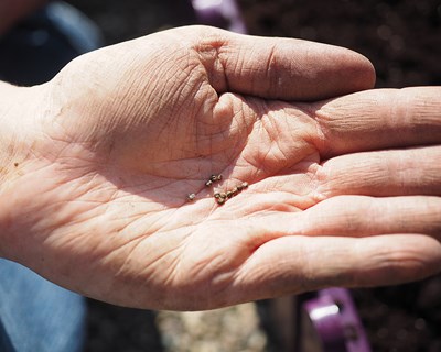 Covid-19: Agricultores preocupados com possíveis atrasos nas sementeiras