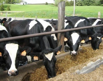 Covid-19: FENAPECUÁRIA garante que os agricultores não vão faltar aos portugueses
