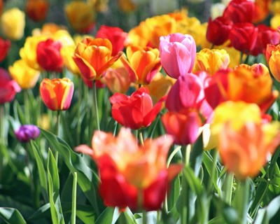 Covid-19: Governo está a finalizar linha de crédito para o setor das plantas e das flores