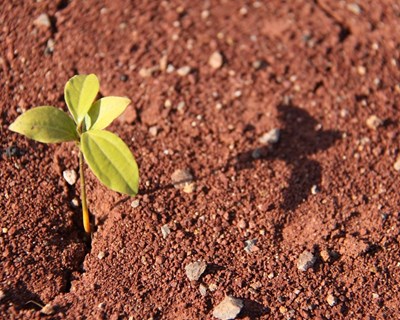 Covid-19: Ministério da Agricultura adianta 60 milhões de apoios da PAC