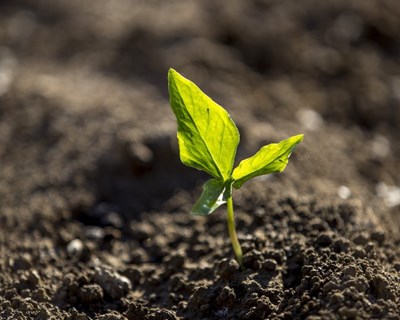 Covid-19: Ministério da Agricultura apresenta novas medidas para o PDR 2020