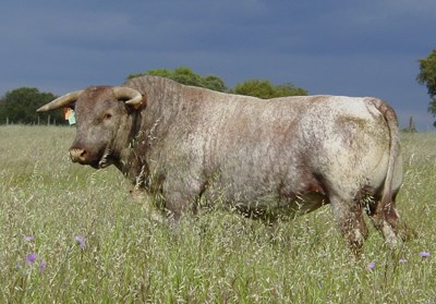 Crédito Agrícola apoia criadores da raça mertolenga