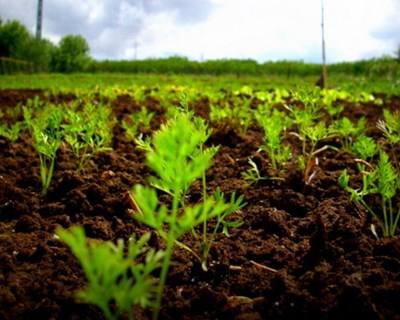 Crédito Agrícola recebe €50 milhões do BEI para financiar PME’s