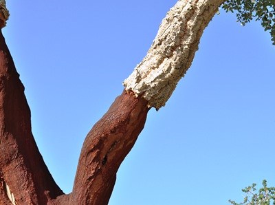 Crescimento da cortiça afetado pelas alterações climáticas