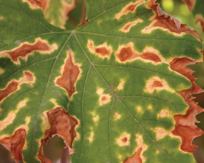 Cuidados na plantação e formação de vinhas novas: Reduzir ou evitar infeções de esca, doenças do lenho e de raíz