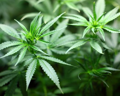 Atualização das normas legais para cultivo de canábis para fins industriais