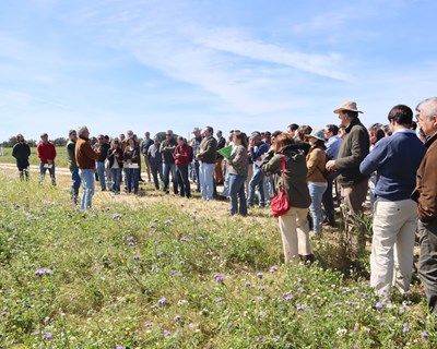Culturas de cobertura trazem vantagens ambientais, agronómicas e económicas