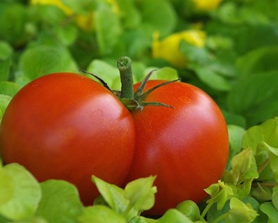 Curso de Agricultura Biológica na Madeira ganha maior qualificação