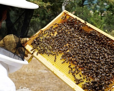 Curso de Apicultura Bio