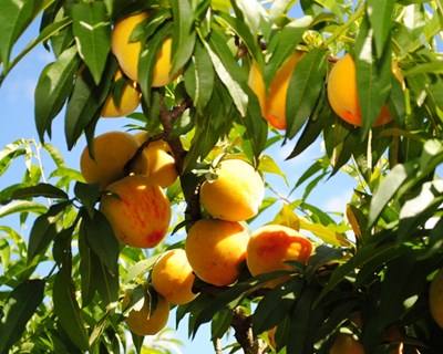 Curso de Fruticultura em Braga: da instalação à manutenção do pomar em produção biológica