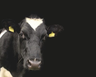 Curso de inseminação artificial de bovinos em Vila Nova de Famalicão