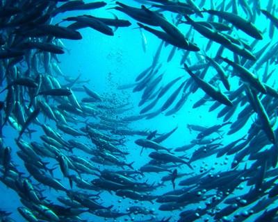 Curso Presencial de Sistemas de Aquacultura de Recirculação (RAS)