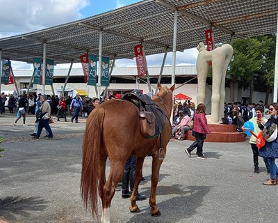 De 27 de abril a 1 de maio a 39ª Ovibeja deverá ser uma das maiores de sempre