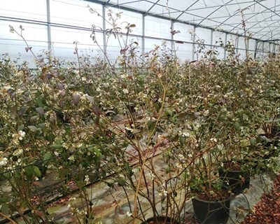 Deifil: aberto o período de reservas de plantas de mirtilo para o outono