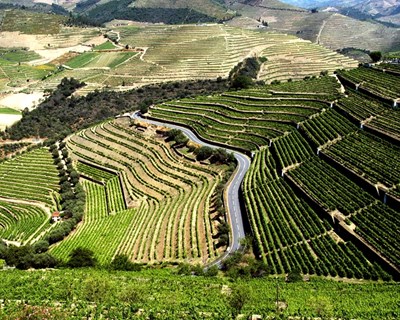 Delegação do Parlamento Europeu visita hoje Região Demarcada do Douro