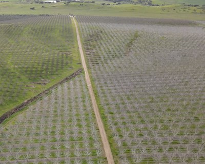 Departamento Rural da Savills Portugal comercializa propriedade de 134 hectares em Campo Maior