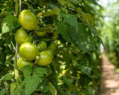 Desafio do melhoramento de plantas é aumentar produção em 60% até 2050