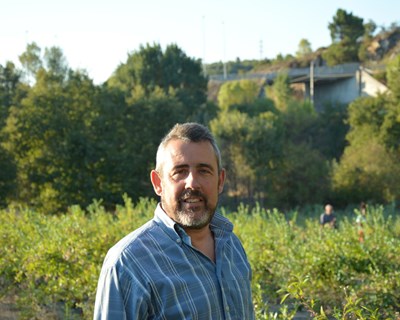 «Desde 2012 a produção de mirtilos cresceu 700% em Portugal»