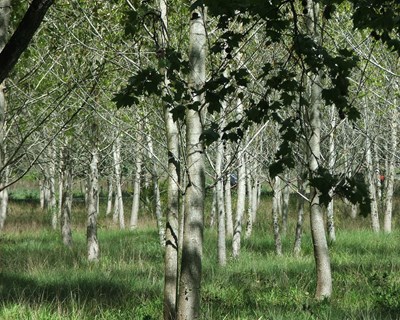 Desenvolvimento florestal da região Oeste em debate em Torres Vedras
