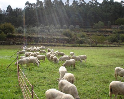 DGAV alerta para impacto das altas temperaturas no transporte de animais vivos