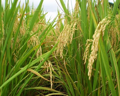 Dia Aberto sobre a Cultura do Arroz no Baixo Mondego