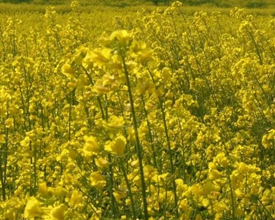 Dia de Campo OleoColza a 19 de março