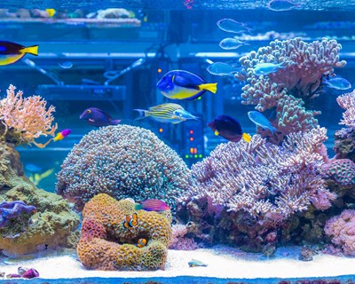 Dia Nacional do Mar marca apresentação do Centro de Inovação e Tecnologia em Aquicultura