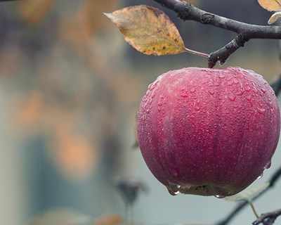 Dinamarca: o país que ruma para uma agricultura totalmente biológica
