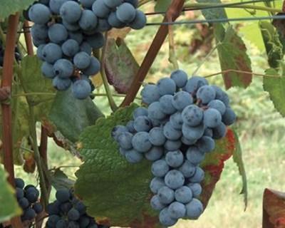 Diversidade e relações genéticas no cultivar ‘Amaral’ das regiões ‘Vinhos verdes’ e ‘Lafões’
