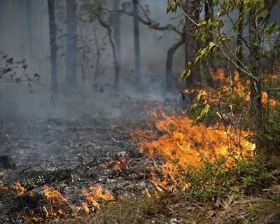 Docente de Coimbra galardoado com prémio internacional na área dos incêndios florestais