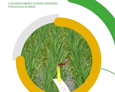 Documento técnico detalhado sobre "Melhoramento Genético de Arroz em Portugal"