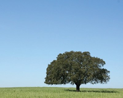 Doenças do sobreiro é tema de formação em Coruche
