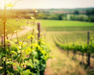 Dotação orçamental do programa VITIS aumenta 57 milhões de euros