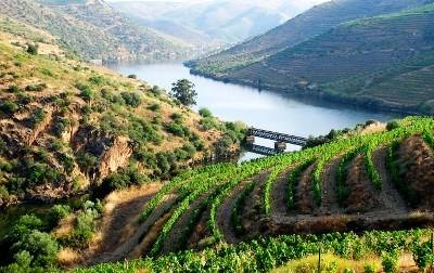Douro: ano vitícola 2014/2015 foi «atípico» em termos climáticos