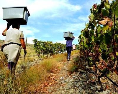 Douro espera uma boa colheita este ano